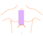胸中央部（鎖骨～みぞおち、5cm幅）